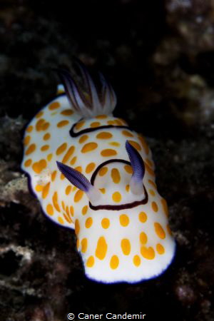 Chromodoris Annulata by Caner Candemir 