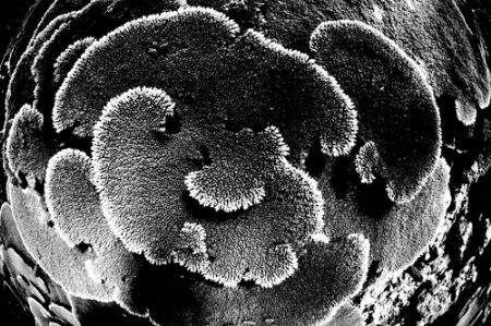 Table Coral, Maldives 2006. Nikkor 10.5mm. by Chris Wildblood 