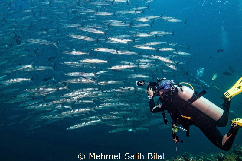 Barracuda shoal and the photographer. by Mehmet Salih Bilal 