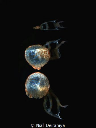 Reflection of a jelly fish against the surface used high ... by Niall Deiraniya 