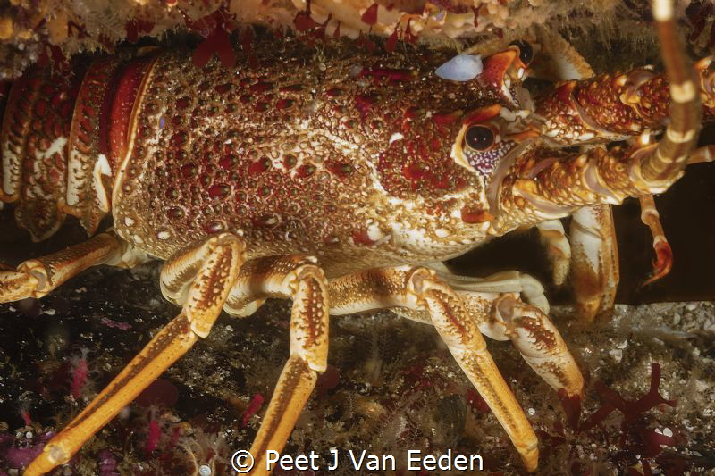 Ghost Rider

A ghost nudibranch is taking a free ride o... by Peet J Van Eeden 
