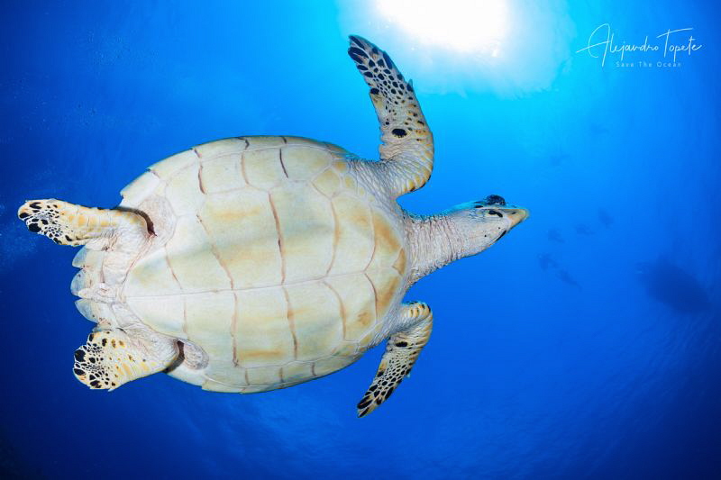 Turtle with the Sun, San Pedro Belize by Alejandro Topete 