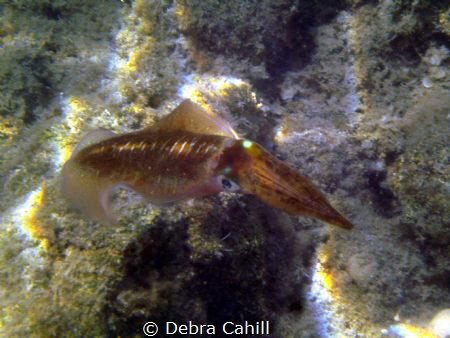 Squid Marmaris Turkey by Debra Cahill 