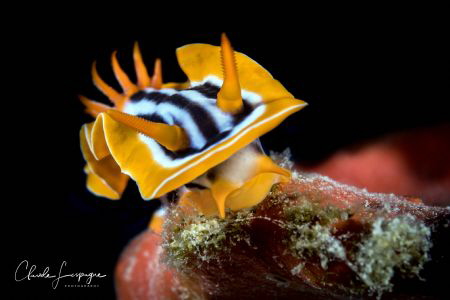 Nudibranchia by Claude Lespagne 
