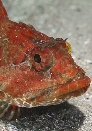 Long-spined scorpion fish.
Porth Ysgaden, Wales.
D200,6... by Mark Thomas 