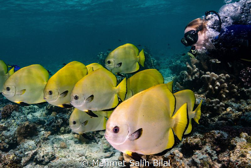 Playing with batfish shoal. by Mehmet Salih Bilal 