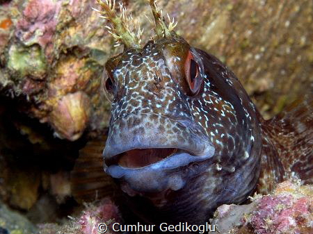 Parablennius gattorugine
Friendly by Cumhur Gedikoglu 