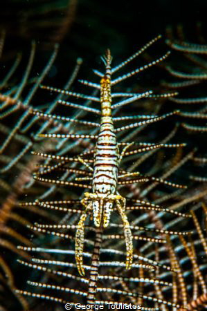 Along the Lines!!! by George Touliatos 