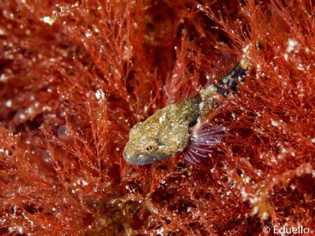 Young zeedonderpad, Enophrys Bubalis by Eduard Bello 