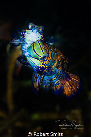 Did you know that Mandarin fish only reproduce around sun... by Robert Smits 