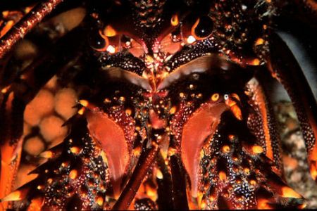 Cray Fish New Zealand by Alexander Stammers 