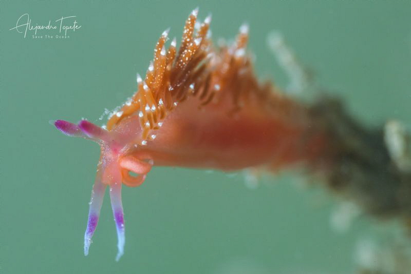 Nudibranch on Green, La Paz México by Alejandro Topete 