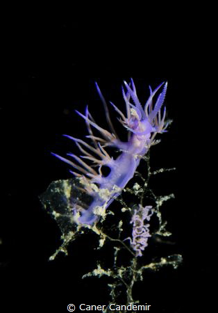 Purple Nudibranch and Eggs (Flabellina Affinis) by Caner Candemir 