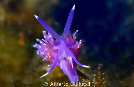 Flagellino pedata by Alberto Gallucci 