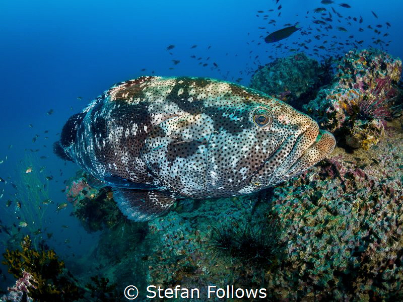 Guess who's back? ... 

Malabar Grouper - Epinephelus m... by Stefan Follows 