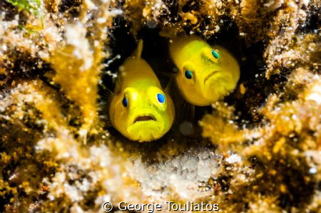 Family Photo!!! by George Touliatos 