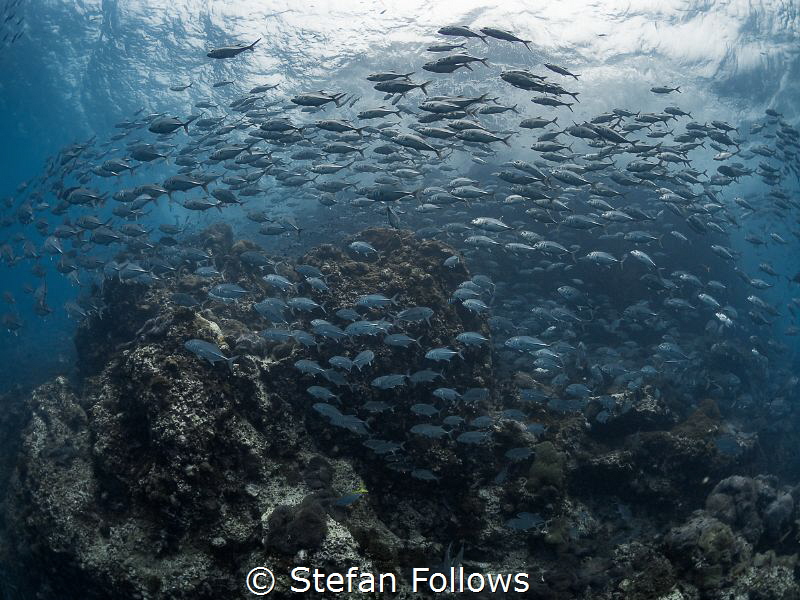 To the Bridge ...

Big Eye Travely - Caranx sexfasciatu... by Stefan Follows 