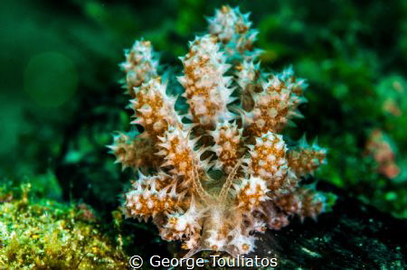 A tiny and very fast nudie!!! by George Touliatos 