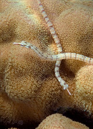 Pipe fish. 60mm. by Derek Haslam 