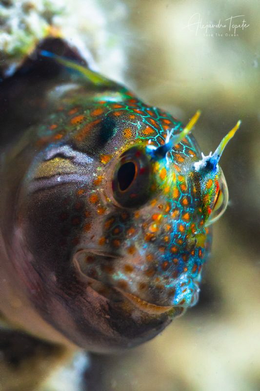 Blenny Smile, La Paz Mexico by Alejandro Topete 