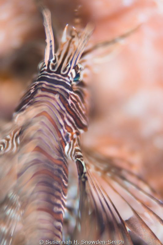 "Abstract Lion"

A juvenile lionfish that was hiding ag... by Susannah H. Snowden-Smith 