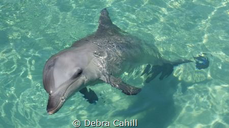 BOTTLENOSE DOLPHIN SEA WORLD by Debra Cahill 