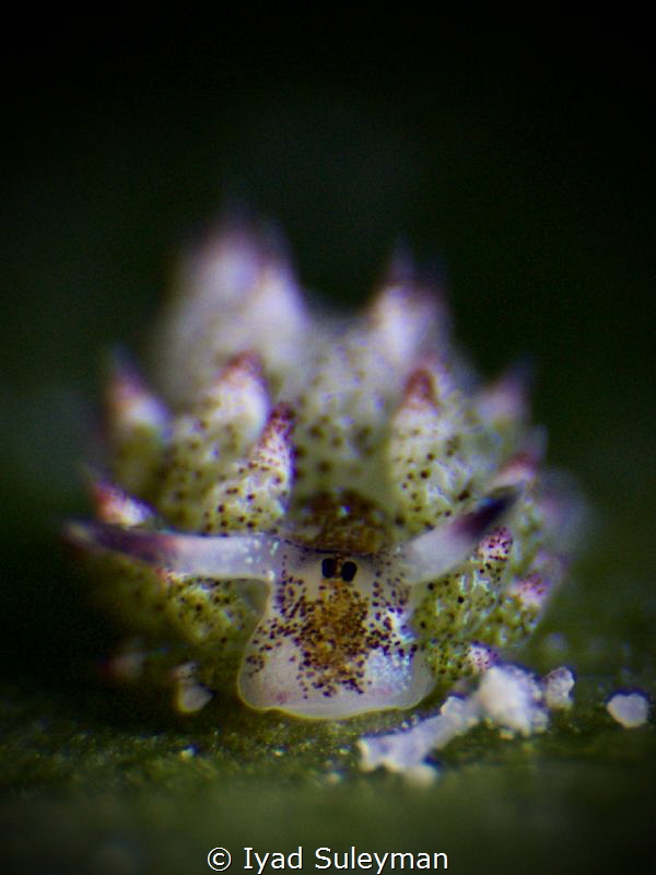 Juvenile Sheep Nudibranch (approx. 3mm) by Iyad Suleyman 