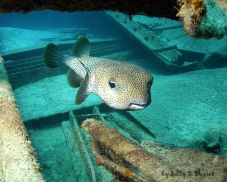 Sally K Davies of Stuart Cove's Fin Photo saw this porcup... by Fin Photo 