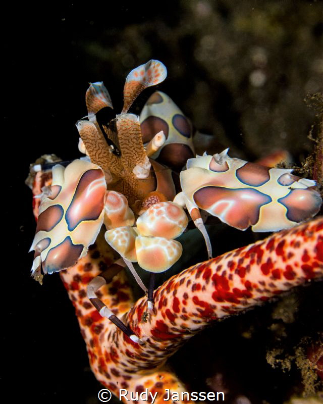 harlequin shrimp by Rudy Janssen 