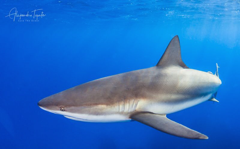 Shark in Blue, Gardens of the Queen Cuba by Alejandro Topete 