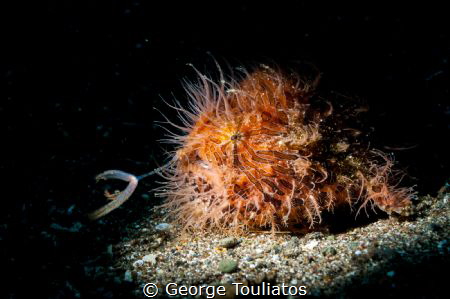 In the spot light!!! by George Touliatos 