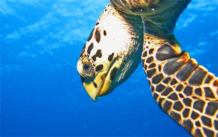 An extremely friendly turtle in Cozumel. Canon SD550. by Paul Holota 