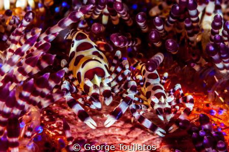 Coleman Shrimps!!! by George Touliatos 