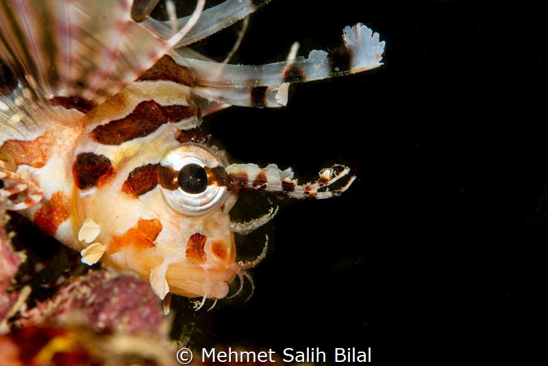 My eyes on you.. by Mehmet Salih Bilal 