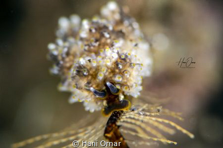I am not sure which nudibranch it is but I guess its from... by Hani Omar 