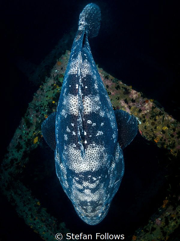 Motherlode ...

Malabar Grouper - Epinephelus malabaric... by Stefan Follows 