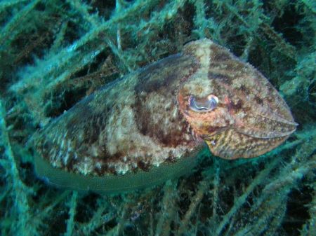Common cuttle fish by Hakan Taslicay 