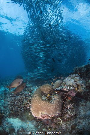 Sipadan marine life by Caner Candemir 