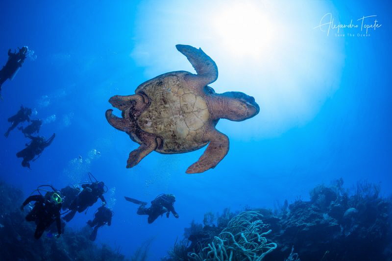 Cahuama and Divers, Half Moon Caye, Belize by Alejandro Topete 