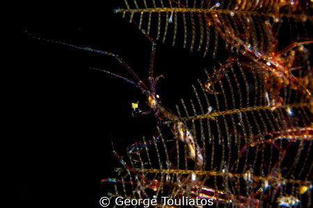Skeleton Shrimp!!! by George Touliatos 