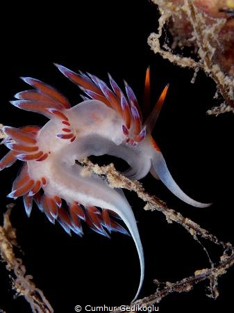 Cratena peregrina by Cumhur Gedikoglu 