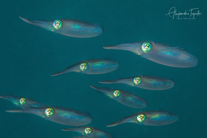 Squid Family in Green, Veracruz México by Alejandro Topete 