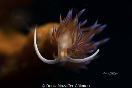 Cratena peregrina by Deniz Muzaffer Gökmen 
