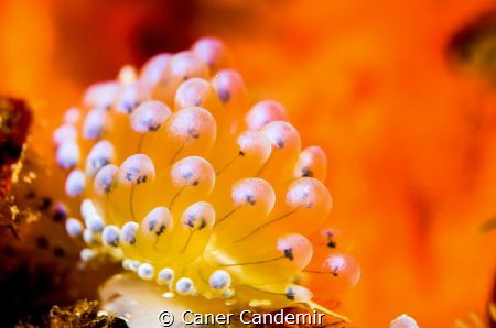 Janolus Cristatus by Caner Candemir 