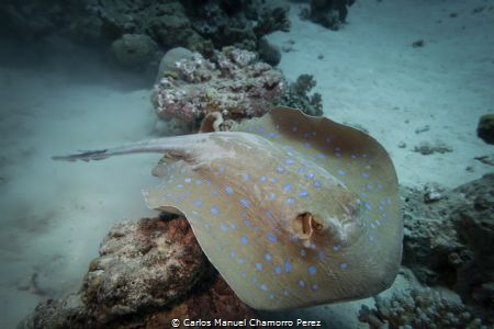 Blue Spotted Ray f4, 1/320 Sony RX100, Sea Dragon 2300 by Carlos Manuel Chamorro Perez 