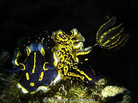Felimare picta by Cumhur Gedikoglu 