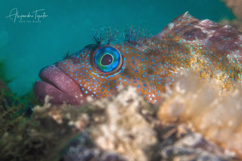 Blue eyes with long eyelashes, La Paz México by Alejandro Topete 