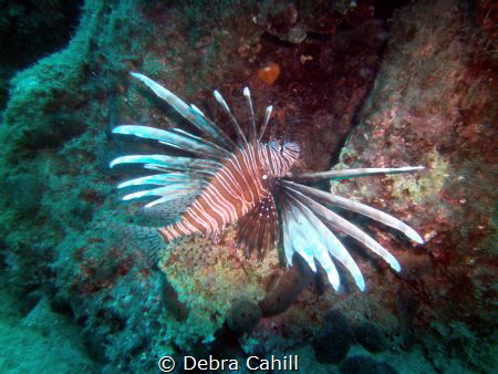 LION FISH MARMARIS TURKEY by Debra Cahill 