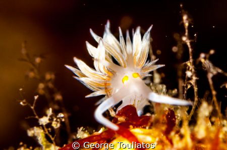 Golden Nudie!!! by George Touliatos 
