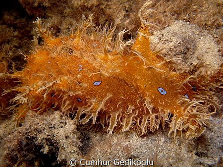 Bursatella leachii
Blue Dot Sea Hare by Cumhur Gedikoglu 